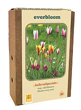 X 1 DOOS 20 EVERBLOOM TULIPA BELLE TULIPA MIX