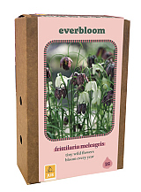X 1 DOOS 25 EVERBLOOM FRITILLARIA MELEAGRIS
