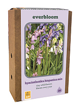 X 1 DOOS 25 EVERBLOOM HYACINTHOIDES HISP. MIX
