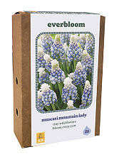 X 1 DOOS 25 EVERBLOOM MUSCARI MOUNTAIN LADY