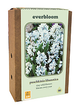 X 1 DOOS EVERBLOOM - 50 PUSCHKINIA LIBANOTICA