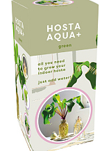 X 1 DOOSJE 1 HOSTA AQUA+ GREEN IN GLAS
