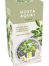 X 1 DOOSJE 1 HOSTA AQUA+ STRIPED IN GLAS