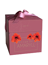 X 1 DOOSJE FLEUR D'AMARYLL RED