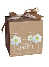X 1 DOOSJE FLEUR D'AMARYLL WHITE