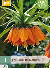 X   1 FRITILLARIA AURORA