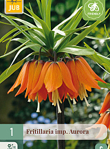 X   1 FRITILLARIA AURORA