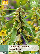 X 1 FRITILLARIA GREEN EYES
