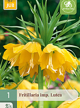 X   1 FRITILLARIA LUTEA