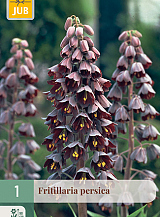 X   1 FRITILLARIA PERSICA