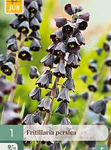 X 1 FRITILLARIA PERSICA