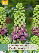 X   1 FRITILLARIA PERSICA PURPLE FAVORITE