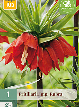 X   1 FRITILLARIA RUBRA