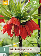 X   1 FRITILLARIA RUBRA