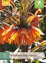 X   1 FRITILLARIA SUNSET