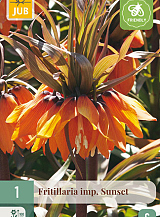 X 1 FRITILLARIA SUNSET