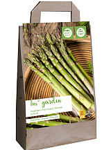 X 1 GARDEN BAG 5 ASPARAGUS / ASPERGE GIJNLIM