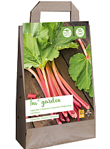 X 1 GARDEN BAG 5 RHEUM / RABARBER VICTORIA