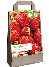 X 1 GARDEN BAG 10 FRAGARIA / AARDBEIENPLANTEN MAXIM