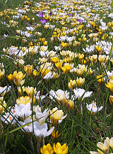 X 1 M2 MENGSEL LISSE