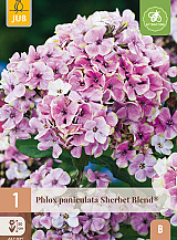 X 1 PHLOX PANICULATA SHERBET BLEND®