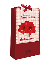 X 1 TAS 1 BLOOMING AMARYLLIS BLOSSOM RED