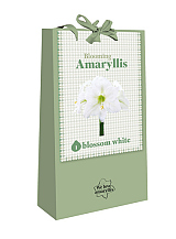 X 1 TAS 1 BLOOMING AMARYLLIS BLOSSOM WHITE