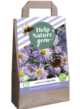 X 1 TAS 5 ASTER NOVI BELGII MILKA - HELP NATURE GROW
