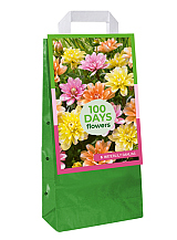 X 1 TAS 5 DAHLIA WATERLILY MIX