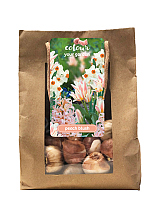 X 1 TAS 25 COLOUR YOUR GARDEN PEACH BLUSH