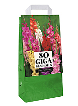 X 1 TAS 80 GLADIOLUS MIX