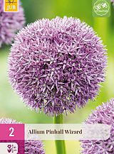 X   2 ALLIUM PINBALL WIZARD