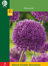 X   2 ALLIUM PURPLE SENSATION