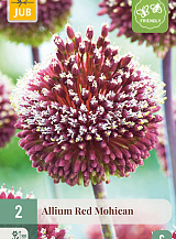 X   2 ALLIUM RED MOHICAN