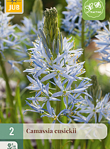 X   2 CAMASSIA CUSICKII