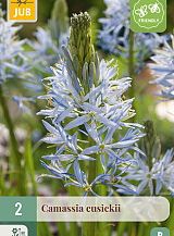X   2 CAMASSIA CUSICKII