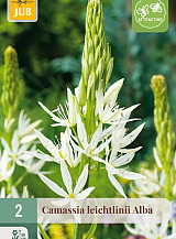 X   2 CAMASSIA LEICHTLINII ALBA