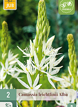X   2 CAMASSIA LEICHTLINII ALBA