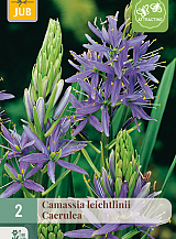 X   2 CAMASSIA LEICHTLINII CAERULEA