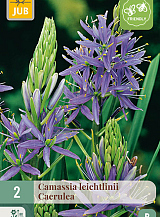 X   2 CAMASSIA LEICHTLINII CAERULEA
