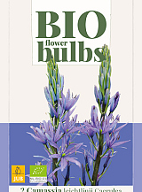 X   2 CAMASSIA LEICHTLINII CAERULEA - BIO