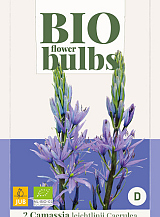 X   2 CAMASSIA LEICHTLINII CAERULEA - BIO