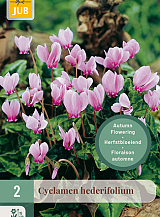 X   2 CYCLAMEN HEDERIFOLIUM NJ