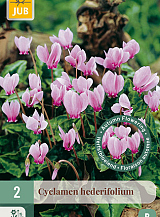 X 2 CYCLAMEN HEDERIFOLIUM NJ