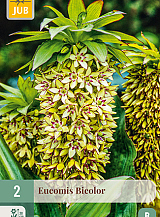 X   2 EUCOMIS BICOLOR