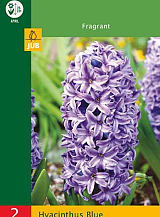 X 2 HYACINTHUS BLUE