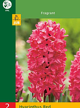 X 2 HYACINTHUS RED