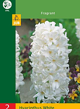 X   2 HYACINTHUS WHITE