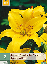 X   2 LILIUM AZIATISCH GEEL
