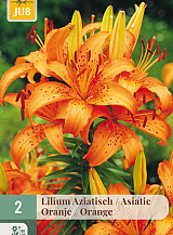 X   2 LILIUM AZIATISCH ORANJE